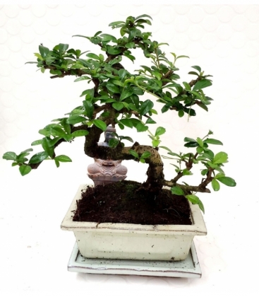 Bonsai