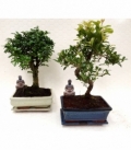 Bonsai