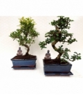 Bonsai