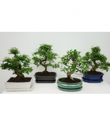 Bonsai
