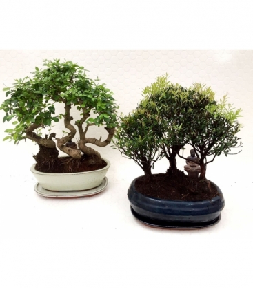 Bonsai