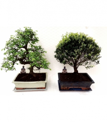 Bonsai
