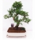 Bonsai