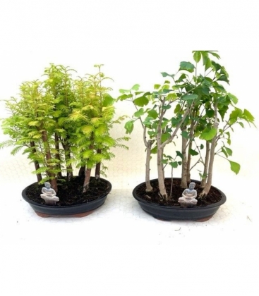 Bonsai
