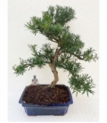 Bonsai