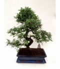 Bonsai