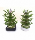 Dracaena