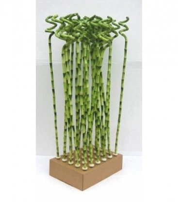 Dracaena
