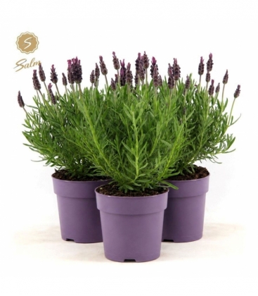 Lavandula