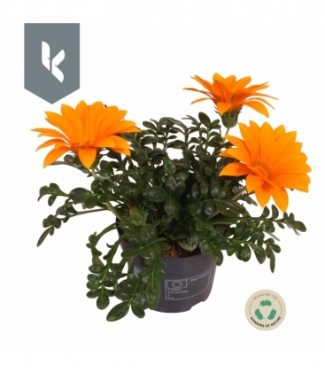 Gazania