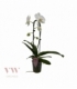 Phalaenopsis