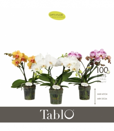 Phalaenopsis