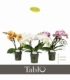 Phalaenopsis