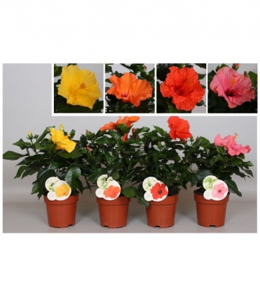 Hibiscus
