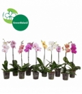 Phalaenopsis