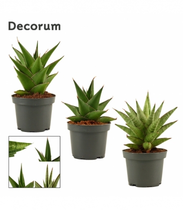 Sansevieria