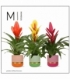 Vriesea