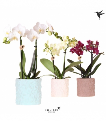Phalaenopsis