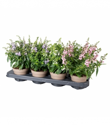 Angelonia