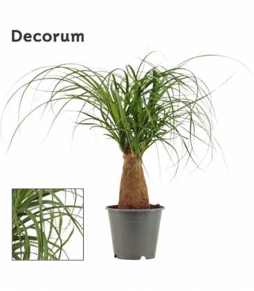 Beaucarnea