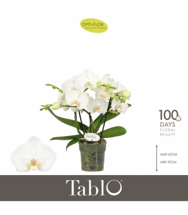 Phalaenopsis