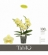 Phalaenopsis