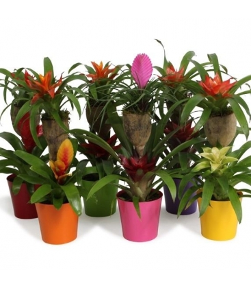 Bromelia