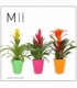Bromelia
