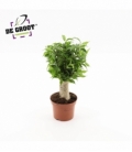 Ficus