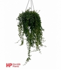 Aeschynanthus