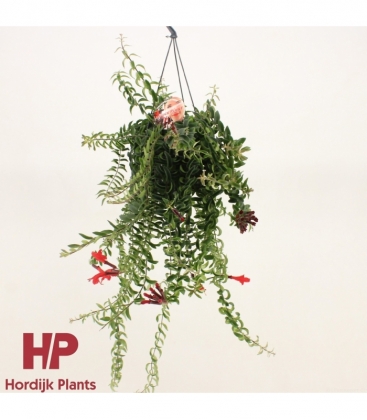 Aeschynanthus