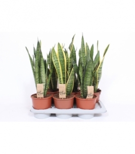 Sansevieria