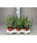 Aloe