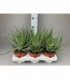 Aloe