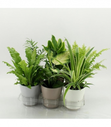 Indoor