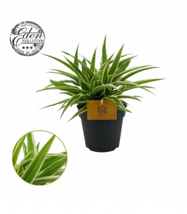Chlorophytum