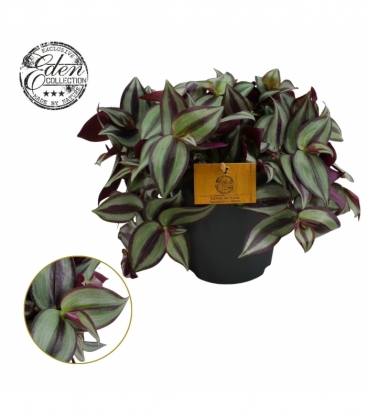 Tradescantia