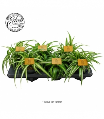 Chlorophytum