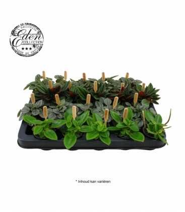 Peperomia