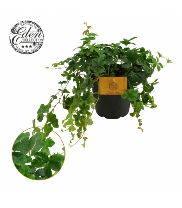 Parthenocissus