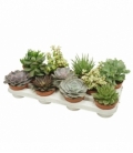 succulents