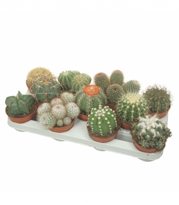 Cactus