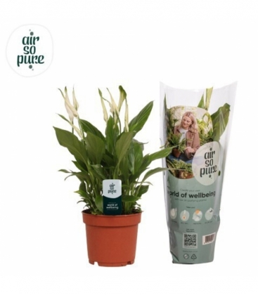 Spathiphyllum