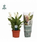Spathiphyllum