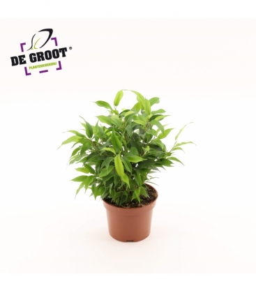 Ficus