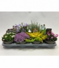 rockplants