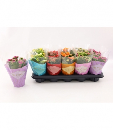 Kalanchoe
