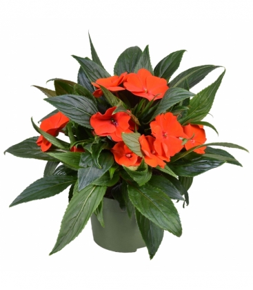 Impatiens