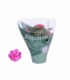 Kalanchoe