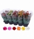 Kalanchoe